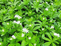 Greenwood Nursery: Live Ground-Cover Plants - Pachysandra Terminalis + Japanese Spurge - [Qty: 10x Pint Pots] - (Click for Other Available Plants/Quantities) by GreenwoodNursery