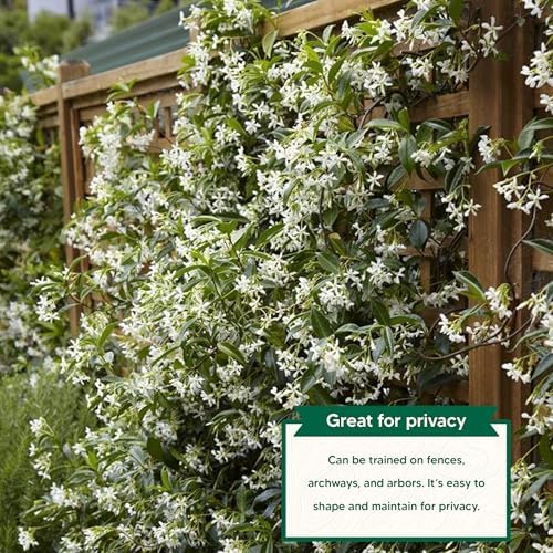 Confederate Jasmine - Includes Planting kit (1 Gallon (8-Pack)) - Image 3