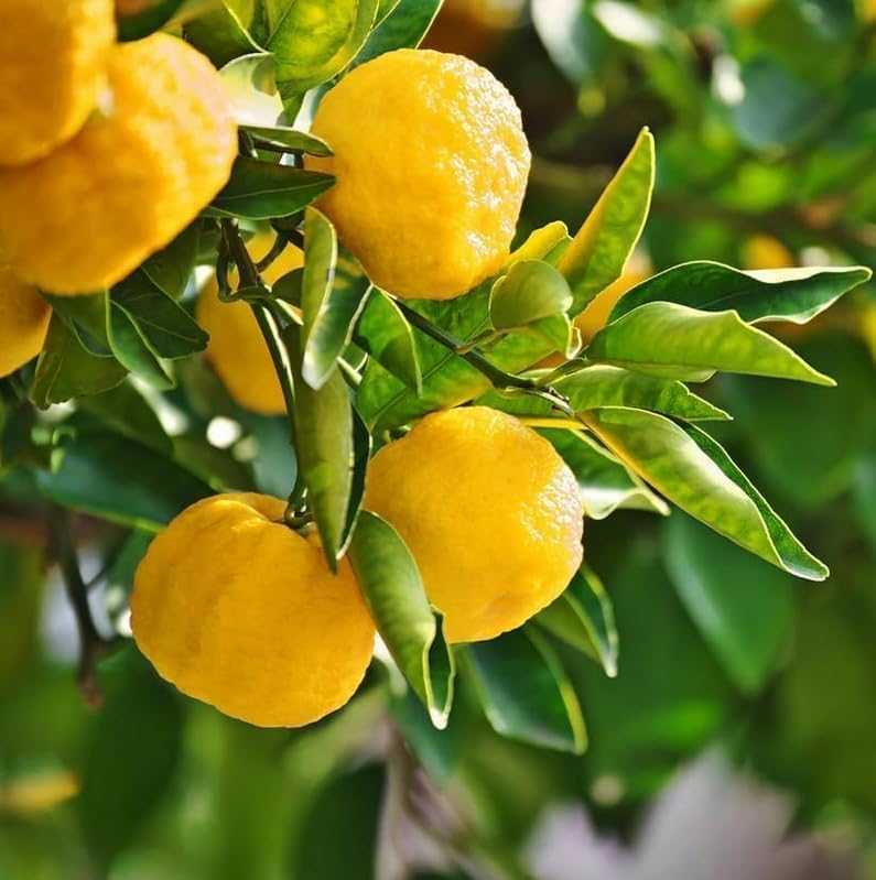Yuzu Tree - 2-5 Inch Tall Live Plant - Potted Cold Hardy Citrus Seedling - Yellow Lemon Citron Fruit Plant - Yuzu ichandrin - Image 3