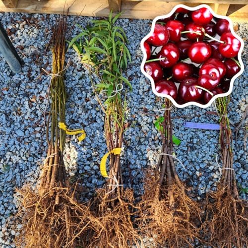 2 Black Cherry Trees Live Plants, Starter Fruit Tree, 1-2 Ft Tall - Image 6