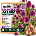 20 Drumstick Allium Bulbs | Burgundy Purple Summer Flowers for Your Garden by CZGrain