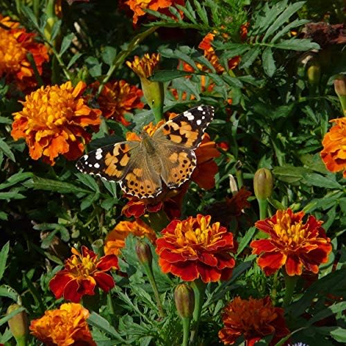 The Old Farmer's Almanac Petite Mixture Marigold Seeds - Premium Non-GMO, Open Pollinated, USA Origin - Approx 200 Flower Seeds - Image 6