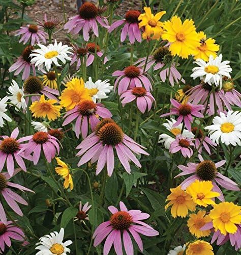 Dirt Goddess Super Seeds~ All Perennial Wildflower Seed Mix (1 LB) 375,000 Seeds - Image 3