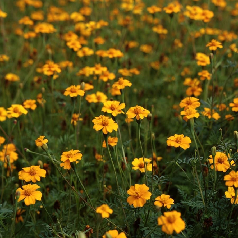 Park Seed Effortless Collection Seed Tape, Golden Guardian Marigold, 15 Ft - Image 4
