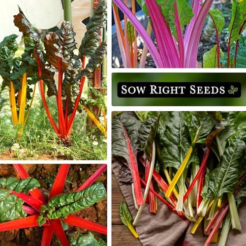 Sow Right Seeds - Rainbow Swiss Chard Seed for Planting a Home Garden 3pk - Image 4