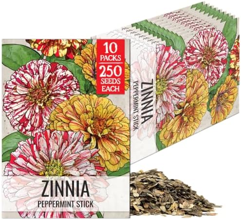 Seed Needs Peppermint Stick Zinnia Seeds to Plant Cut Flowers - 10 Packs by SeedNeeds