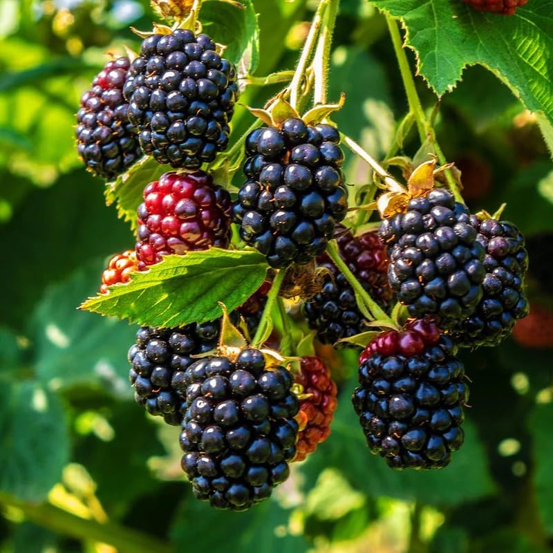 2 Ouachita BlackBerry Live Plants, Thornless Berry Plant, 5-8" Tall - Image 3
