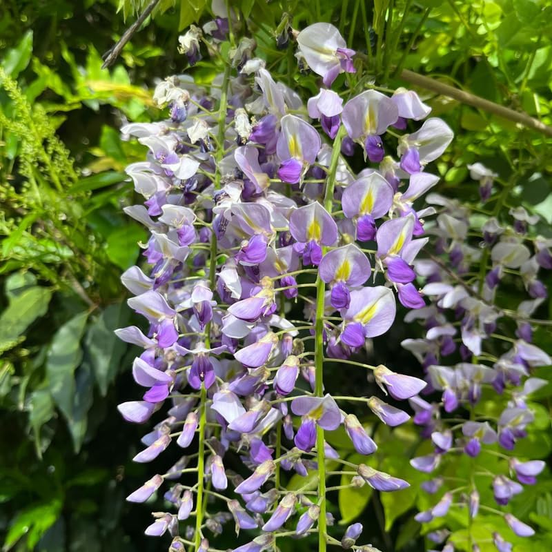 Purple Wisteria Tree Live Plant, 6-12" Tall Wisteria Live Plant, Hardy Perennials, Fast Growing Flowering Vine for Garden and Trellises - Image 3