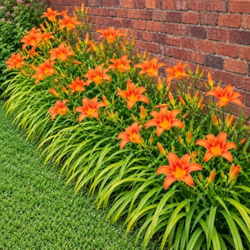 5 Orange Day Lily Bulbs/Roots - Tawny Tiger Daylily Rhizomes - Image 6
