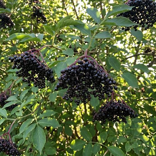 Black Elderberry Tree Live Plant, Berry Bush, 6-10 Inch Tall, Quart Pot - Image 2
