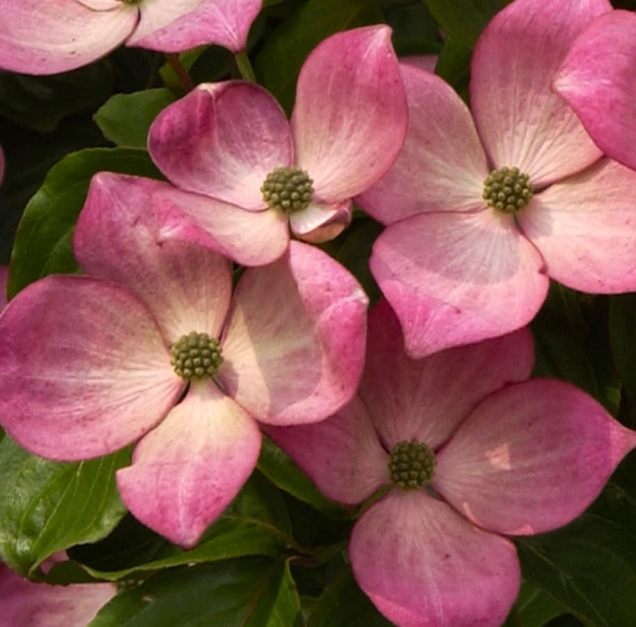 Pink Dogwood Tree Live Plant Dogwood Flowers Shurb Deciduous Dogwoods Small Trees, 6-12" Tall Qt Pot - Image 6