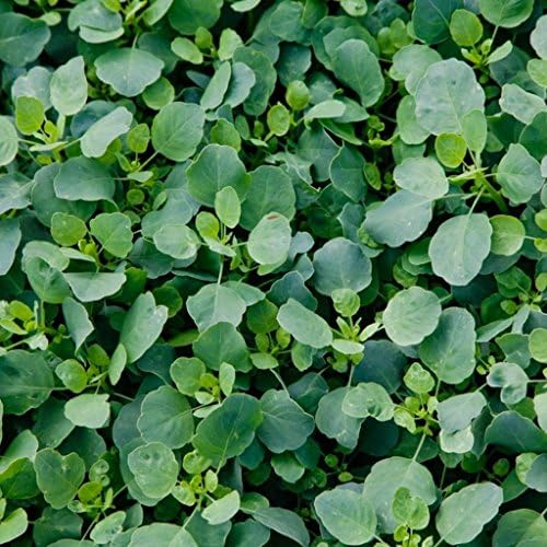 Papalo Seeds (Porophyllum ruderale) Packet of 20 Seeds by PalmBeachMedicinalHerbs