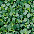 Papalo Seeds (Porophyllum ruderale) Packet of 20 Seeds by PalmBeachMedicinalHerbs