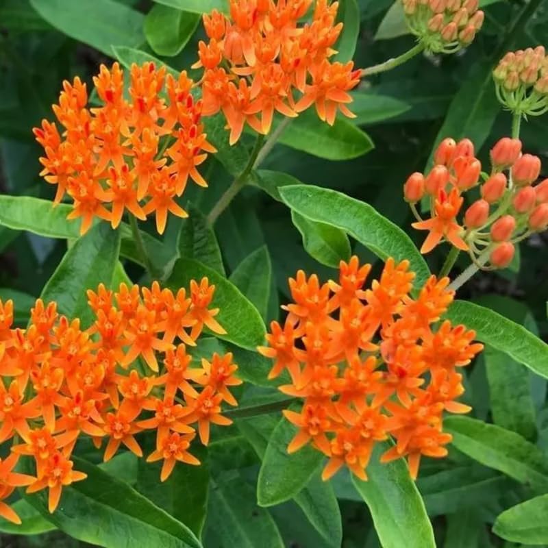 2 Size Orange Milkweed Plugs, 1-3 Inch Tall - Image 3