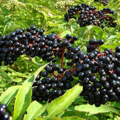 Premium Elderberry Seeds for Planting – 55+ Heirloom Grow an Elderberry Bush (Sambucus) from Seed – Hardy Fruit Shrub Seeds for Home Garden - Image 6