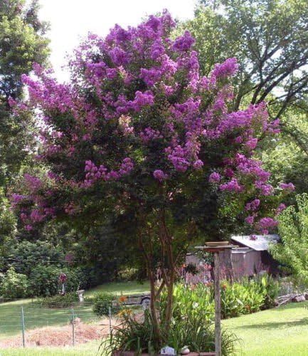 Zuni Crape Myrtle - Purple Flowering Tree - Live Plant Shipped 1 to 2 Feet Tall in Gallon Pot by DAS Farms (No California) - Image 3
