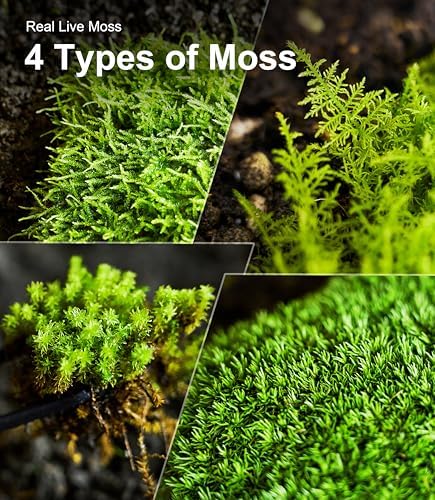 LuckyRunes Live Moss 4-Pack for Terrariums,Potted Plants & Floral Decor - Image 5