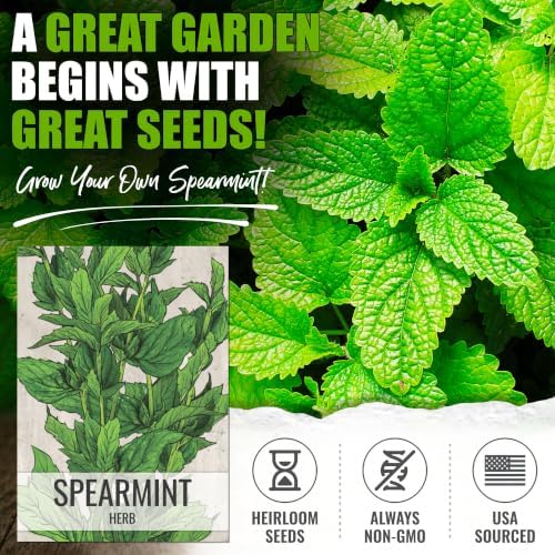 Seed Needs Spearmint Seeds to Plant an Herb Garden - 2 Packs - Image 2