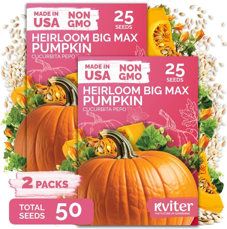 50 Big Max Pumpkin Heirloom Vegetable Seeds for Planting, Cucurbita Pepo by KVITER