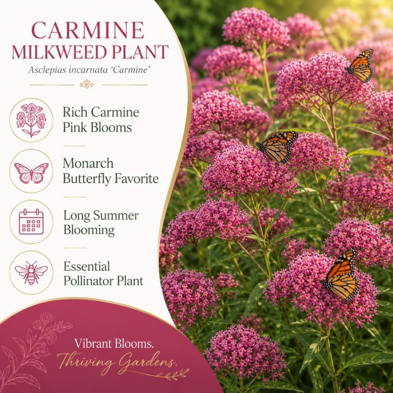 Milkweed Plants Live, Pink Swamp Milkweed Plants, 4-6 Inch Tall - Image 5