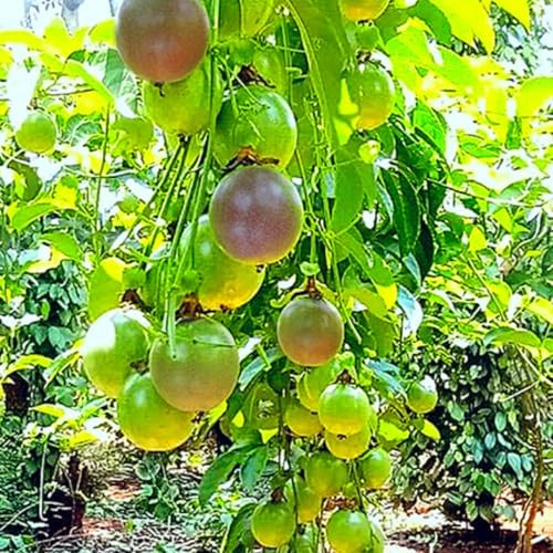 Purple Passion Fruit Live Plant, Well-Rooted Fruit Plant, 5-7 Inch Tall - Image 2