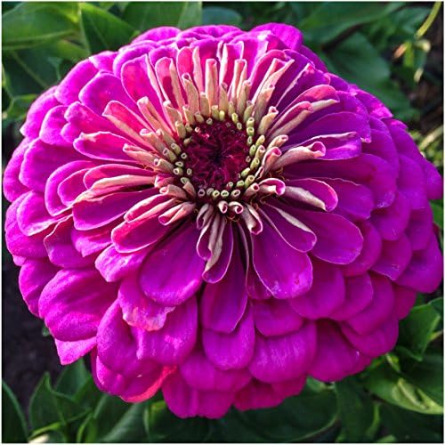 Seed Needs Violet Queen Zinnia Seeds to Plant Cut Flowers - 5 Packs - Image 3