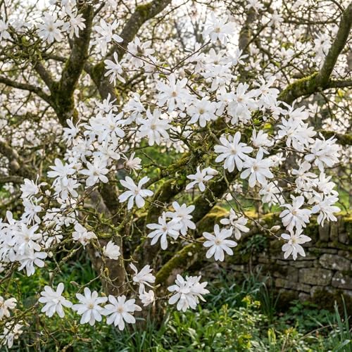 White Magnolia Flower Tree Live Plant, Spring Bloom Tree, 2.5'' Pot - Image 5