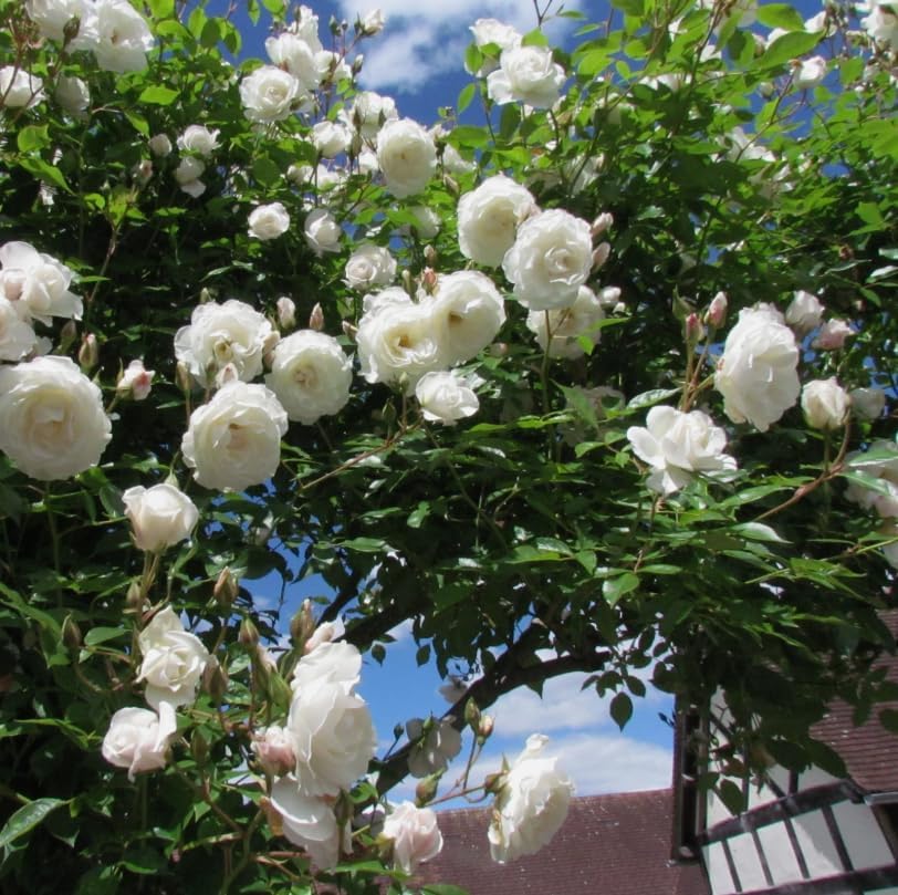 Climbing Roses Live Plants 5-8 "Tall 3" Pot, Heirloom Roses Climber Repeat Flowering, Vibrant Blooms, Hardy Shrub Outdoor Garden Flower (White) - Image 5
