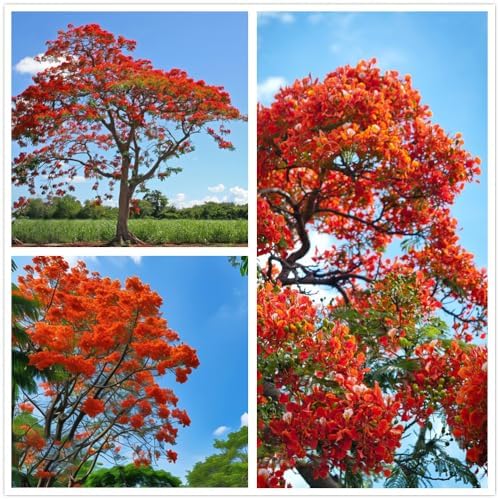 30 Royal Poinciana Tree Seeds, Delonix Regia Bonsai Tree Seeds, Exotic Ornamental Tree Seed for Garden, Landscaping & Bonsai Growing by Unknown