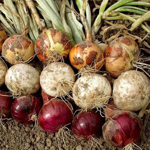 Mixed Onion Assortment 8 oz - Red, White & Yellow Onion Bulbs - Image 6