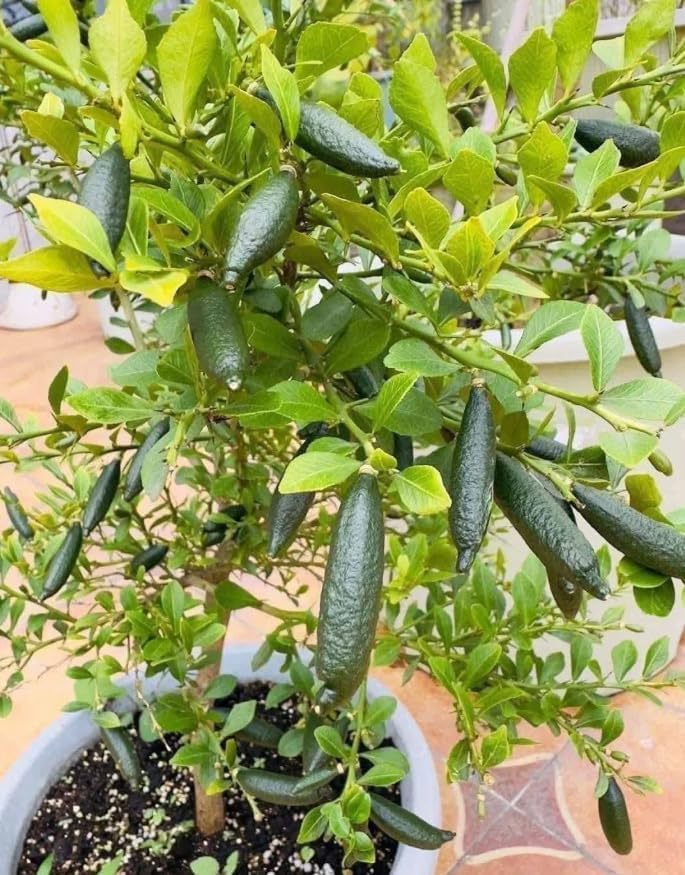 Finger Lime Live Plant 3-4 Inch Tall, Rare Caviar Lime Tree, Green Finger Lime, Pink Blossoms, Ornamental Fruit Tree - Image 4