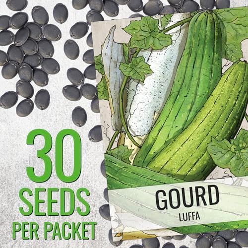 Seed Needs Luffa/Loofah Sponge Gourd Seeds to Plant Vegetables - 2 Packs - Image 3