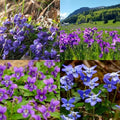 CarpetC 200+ Violet Seeds for Planting, Perennial Wildflower Viola sororia, Non-GMO Ground Cover Attracts Butterflies for Shade Gardens and Lawns, Home Garden by GardenGlorySeed