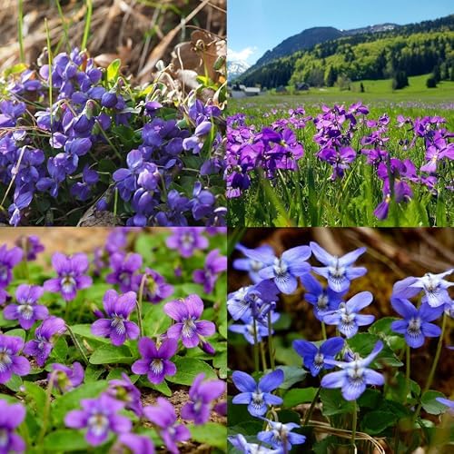 CarpetC 200+ Violet Seeds for Planting, Perennial Wildflower Viola sororia, Non-GMO Ground Cover Attracts Butterflies for Shade Gardens and Lawns, Home Garden by GardenGlorySeed