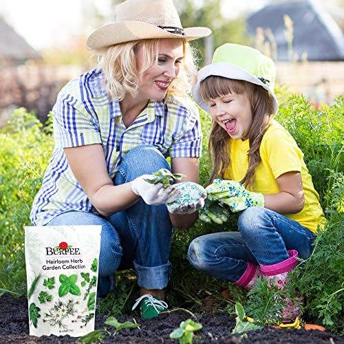 Burpee Heirloom Herb Seeds Variety Pack, Non-GMO, 16 Herbs - 15,000+ Seeds with Basil, Chives, Catnip, Chamomile, Cilantro, Dill, Lavender, Oregano, Parsley, Rosemary, Spearmint, Sage, Tarragon, Thyme - Image 4