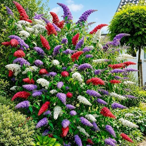 350+ Mix Butterfly Bush Flower Seeds for Planting - Perennial Flowering Shrub, Attracts Pollinators, Drought Tolerant, Ideal for Borders & Containers - Image 4