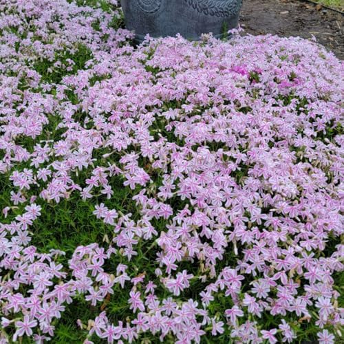 2 Stripe Creeping Phlox Live Plants, Perennial Flower Plant, 4-7 Inch Tall - Image 5
