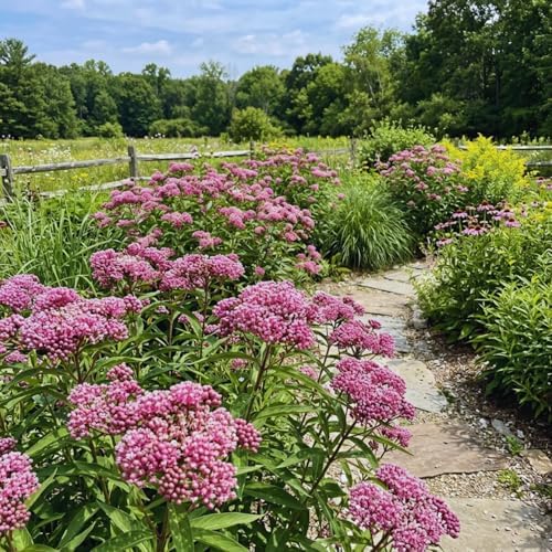 3 Pink Milkweed Live Plants, Asclepias Tuberosa, 4-6 Inch Tall - Image 2