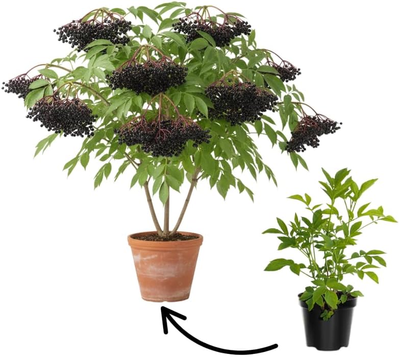 Black Elderberry Live Plant, 8-12 Inch Tall, Quart Pot - Image 3