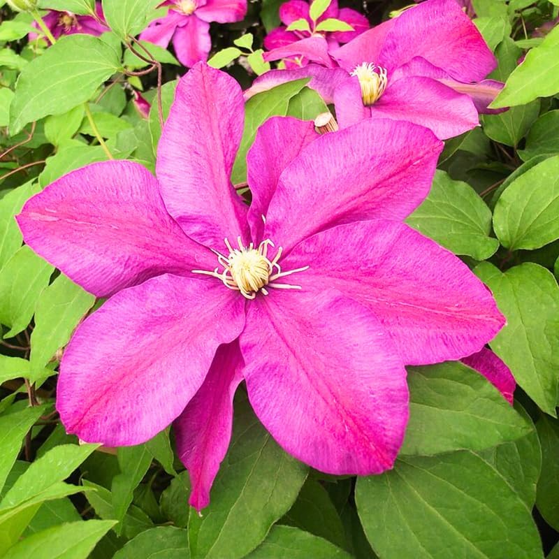Burgundy Clematis Live Plant, 2.5" Pot, Fragrant Flowering Vine - Image 3
