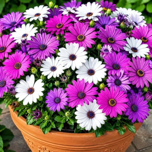 African Chrysanthemum Seeds for Planting, Osteospermum ecklonis, Heirloom Non-GMO African Daisy Cape Marguerite Flower Seeds, High Germination White Daisy-Like Perennial Garden Plant, 100 Count - Image 6
