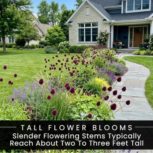 20 Drumstick Allium Bulbs | Burgundy Purple Summer Flowers for Your Garden - Image 6