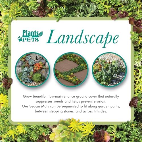 10 in. x 20 in. Sedum Groundcover Mat, Non-toxic Hardy Stonecrop for Landscaping, Live Succulents, Pet Friendly Plants for Cats & Dogs, Drought Resilient, Easy Care - Image 6