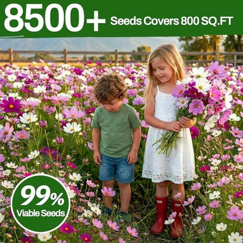 LUOJIBIE Cosmos Seeds, 8500+ Mixed Colors Cosmos Seeds for 2026, High Germination Non-GMO Cosmos Flower Seeds for Planting, Wildflower Seeds for Planting Indoor Outdoor, Open Pollinated - Image 5