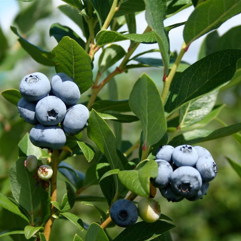 2 Legacy Blueberry Live Plants, Home Garden Fruit Bush - Image 3