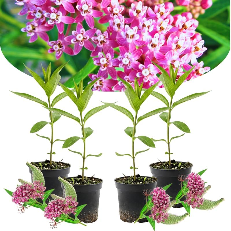 4 Pink Milkweed Live Plants, 4-9 Inch Tall, Asclepias Tuberosa Butterfly - Image 5