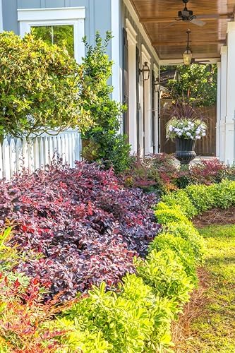 Red Diamond Loropetalum (2.5 Quart) Flowering Evergreen Shrub with Purple Foliage - Full Sun to Part Shade Live Outdoor Plant - Southern Living Plants - Image 7