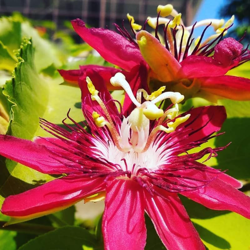 2 Mixed Passion Flower Live Plants, Passiflora Vine to Grow 5-7" Tall - Image 3