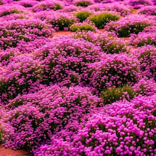 10000pcs Creeping Thyme Seeds for Planting Perennial Ground Cover Plants Heirloom Flowers Non-GMO Thymus Serpyllum Seed - Image 2