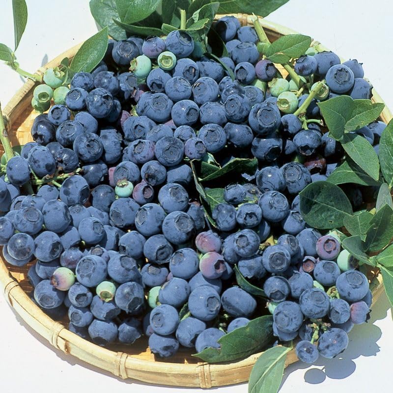 Blueray Blueberry Bush Live Plant, 2.5 Qt Pot, Extra-Large Sweet Berries, Cold Hardy by Unknown